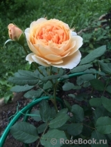 Crown Princess Margareta® Crown Princess Margareta®