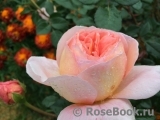 Abraham Darby Abraham Darby