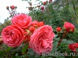 Baronesse Baronesse