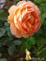 Lady Emma Hamilton Lady Emma Hamilton
