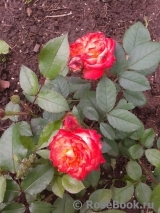 Mandarin Mandarin
