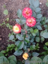Mandarin Mandarin