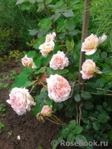 Abraham Darby Abraham Darby