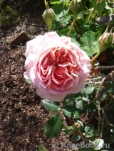 Abraham Darby Abraham Darby
