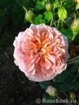 Abraham Darby Abraham Darby