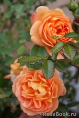 Lady of Shalott Lady of Shalott
