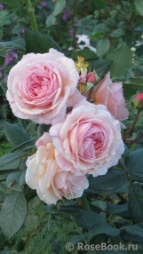 A Shropshire Lad A Shropshire Lad