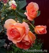 Lady of Shalott Lady of Shalott
