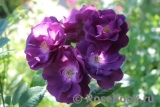 Rhapsody in Blue Rhapsody in Blue