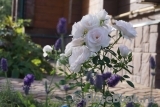 Aspirin Rose Aspirin Rose