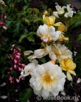 Sunny Rose Sunny Rose