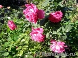 Johann Wolfgang von Goethe Rose® Johann Wolfgang von Goethe Rose®