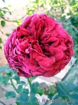 Rose des 4 Vents Rose des 4 Vents