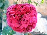 Rose des 4 Vents Rose des 4 Vents