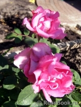 Cyclamen Cyclamen