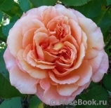 Augusta Luise Augusta Luise