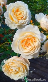 Cream Abundance Cream Abundance