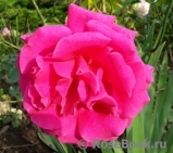 Royal Rose® Royal Rose®