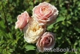 Eden Romantica ® Eden Romantica ®