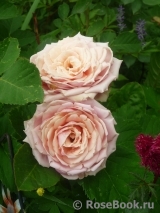 Eden Romantica ® Eden Romantica ®