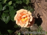 Ashram Ashram