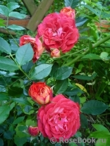 Starlet®-Rose Carmen® Starlet®-Rose Carmen®