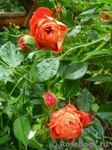 Starlet®-Rose Carmen® Starlet®-Rose Carmen®
