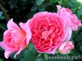 Amandine Chanel Amandine Chanel