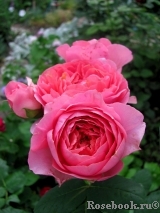 Amandine Chanel Amandine Chanel