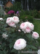 Herzogin Christiana ® Herzogin Christiana ®
