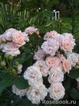 Bordure Nacree Bordure Nacree