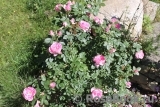 Prairie Joy Prairie Joy