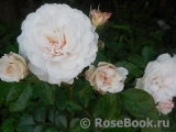 Great North Eastern Rose Great North Eastern Rose