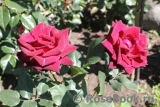 Black Baccara Black Baccara