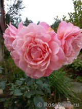 Tickled Pink Tickled Pink