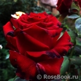 Grande Amore Grande Amore