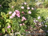 Sommerwind Sommerwind