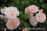 Rose de Tolbiac ® Rose de Tolbiac ®