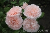 Rose de Tolbiac ® Rose de Tolbiac ®