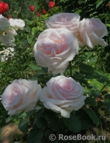 Rosa Belmonte Rosa Belmonte