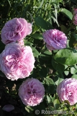 Lavender Ice Lavender Ice