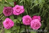 Heidi Klum Rose Heidi Klum Rose