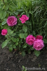 Heidi Klum Rose Heidi Klum Rose