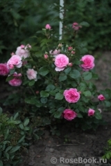 Baronesse Baronesse