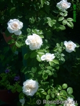 Colonial White Colonial White