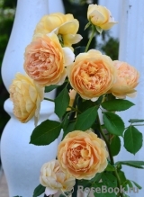 Crown Princess Margareta® Crown Princess Margareta®