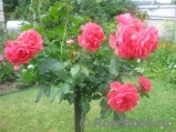Rosarium Uetersen Rosarium Uetersen