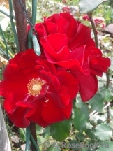 Roter Korsar Roter Korsar