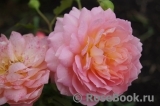 Jubilee Celebration® Jubilee Celebration®