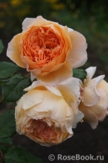 Lady Emma Hamilton Lady Emma Hamilton